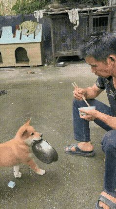 隔壁老王家，狗爸爸安然离世，狗妈妈悲伤难抑，一天未有进食……这不狗崽瞧见主人吃饭
