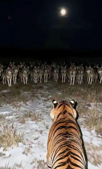 美国骂荷兰，荷兰骂中国。美国骂英国，英国骂中国。美国骂日本，日本骂中国。美