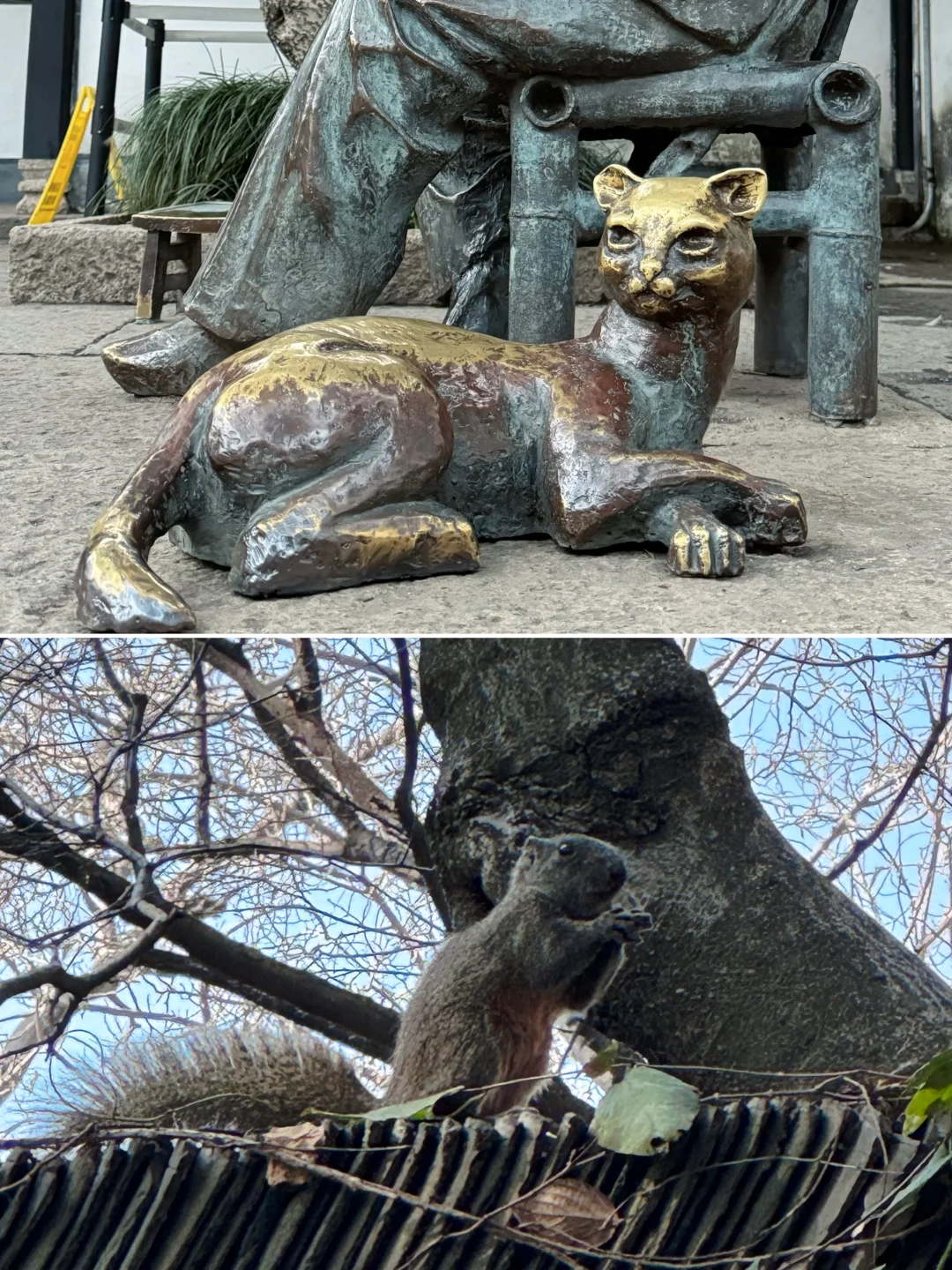 鲁迅家的猫和松鼠