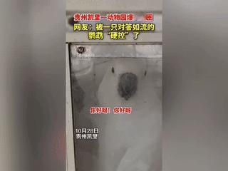 “这只鹦鹉终于火了！”贵州凯里动物园内的一只鹦鹉一夜爆火出圈，记者闻讯赶去采访时