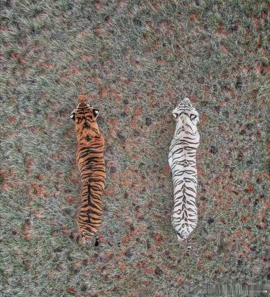 现在知道古人为什么叫它大虫了。