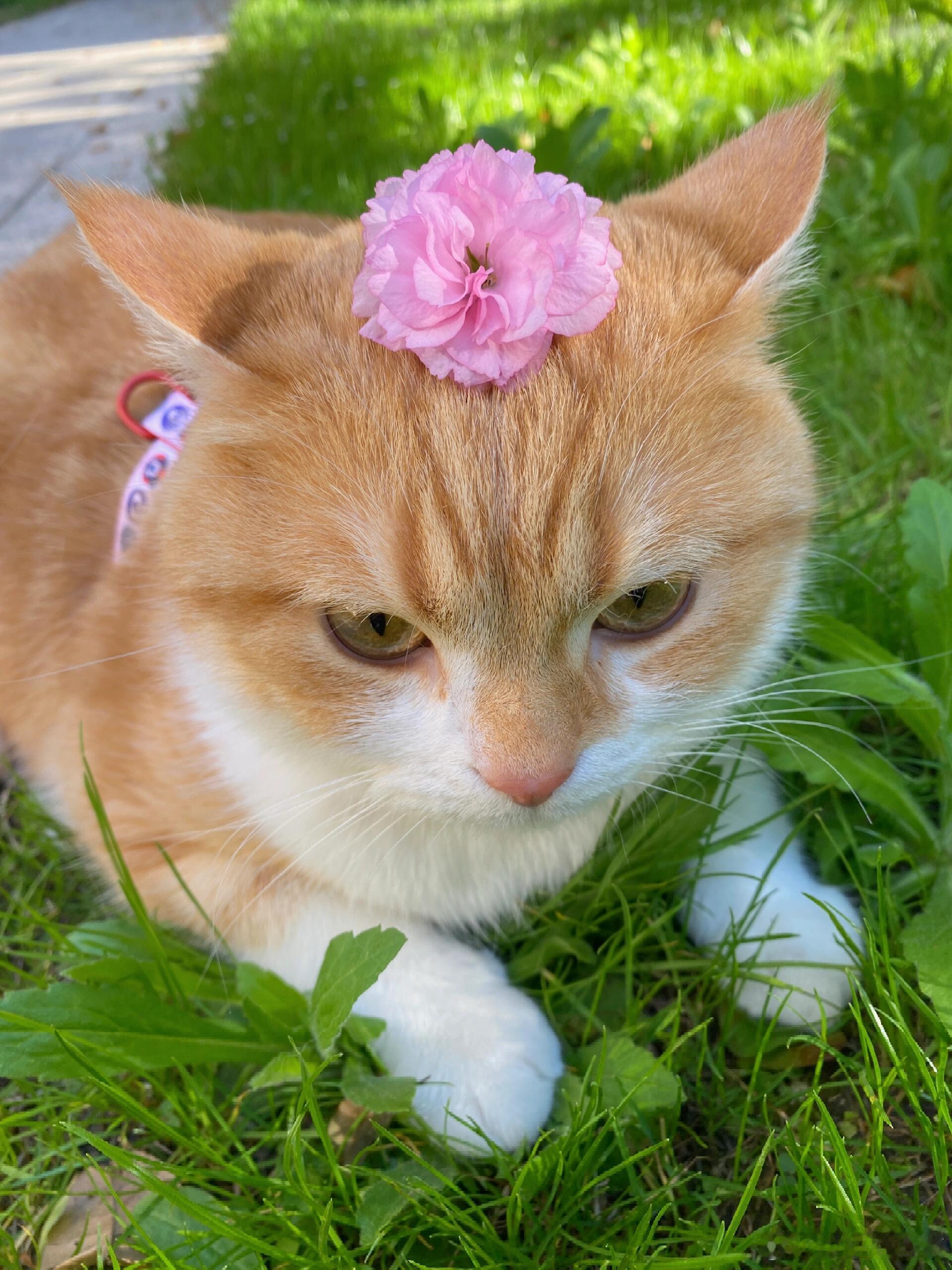 猫猫美如花，好可爱的猫猫！​​​