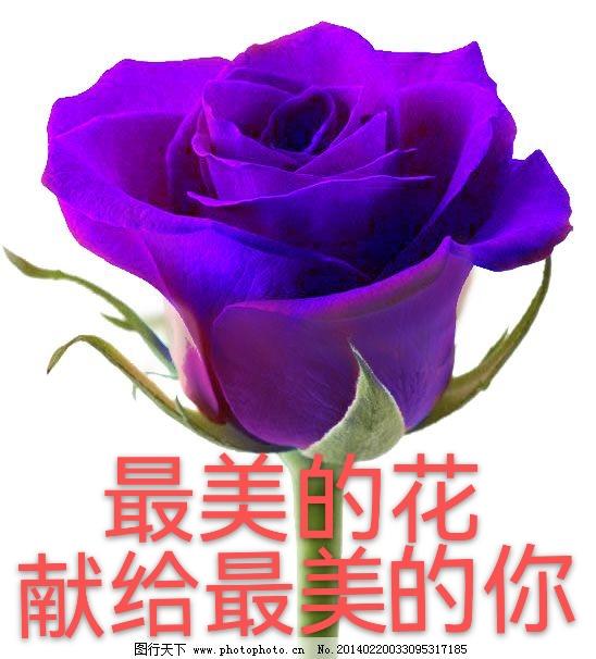 春天拍花超有诗意，樱花美照分享，好看又高级！