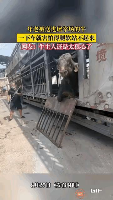 上联不是吓得腿软下联四胳膊肘已断横批任人宰割