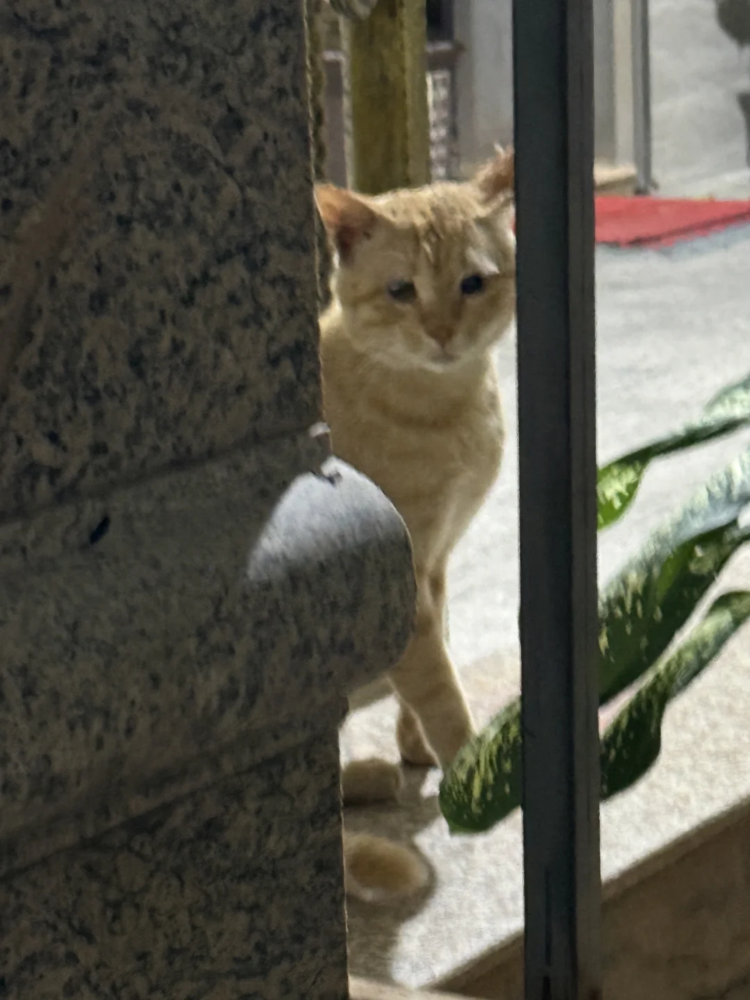 流浪猫之间是怎么沟通的 咋越来越多了…