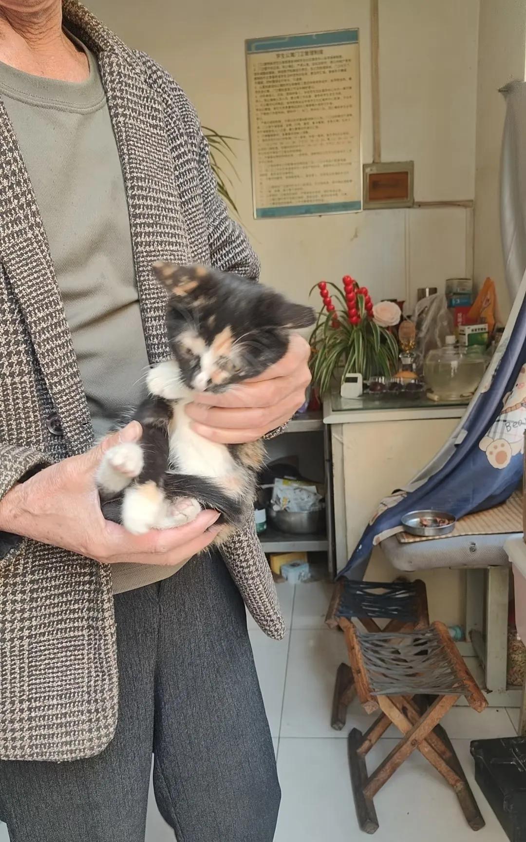 风扇对着猫，人倒在热浪里。青岛大学滢园10号楼，那位总是笑盈盈、给流浪猫买粮、