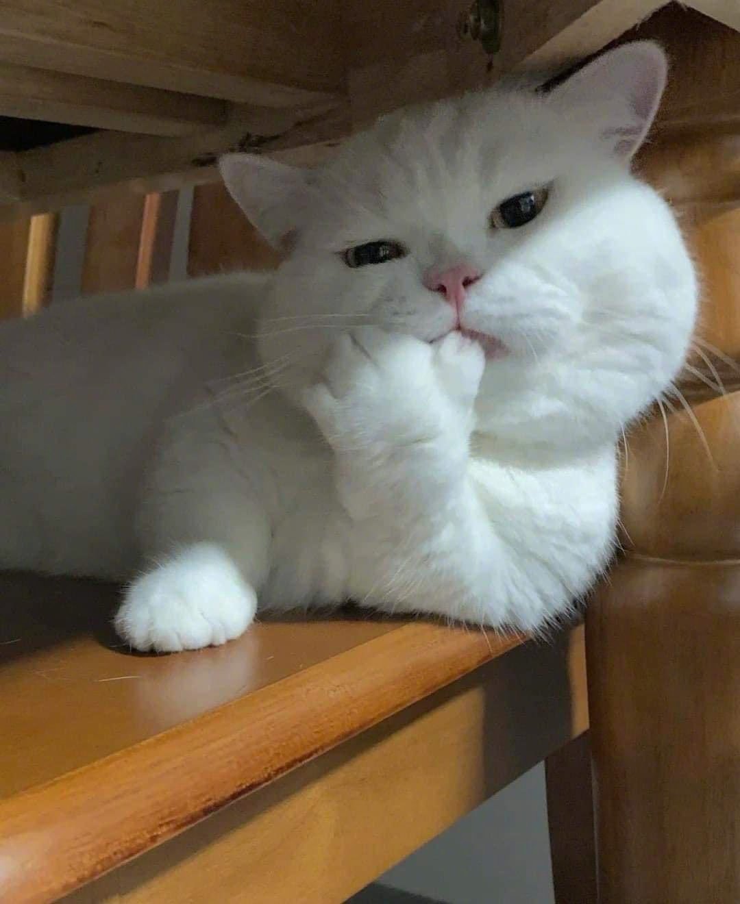 啧😋~~吮指留香……