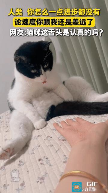 天下武功，唯快不破，就这稀松平常的一个动作，都够你玩一整天了。主人和猫咪玩游戏，