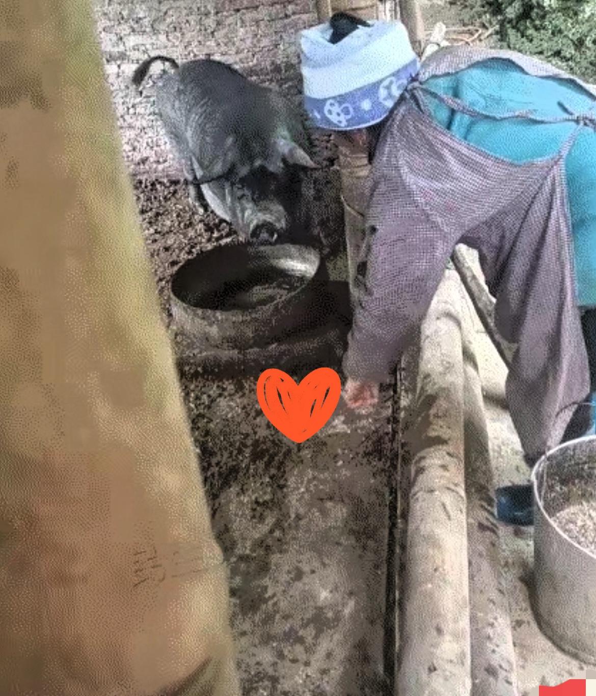 万万没想到啊，贵州一位网友拍到个稀罕事儿。老奶奶喂猪，可猪食盆离圈门太远，她手脚