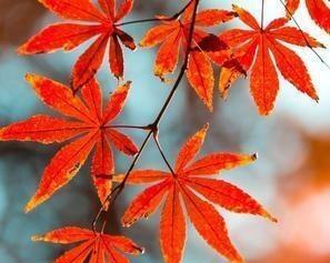 "从面相眼神上看，现在的刀郎跟年轻时的刀郎很不一样了。年轻时刀郎昂首向上，眼神中