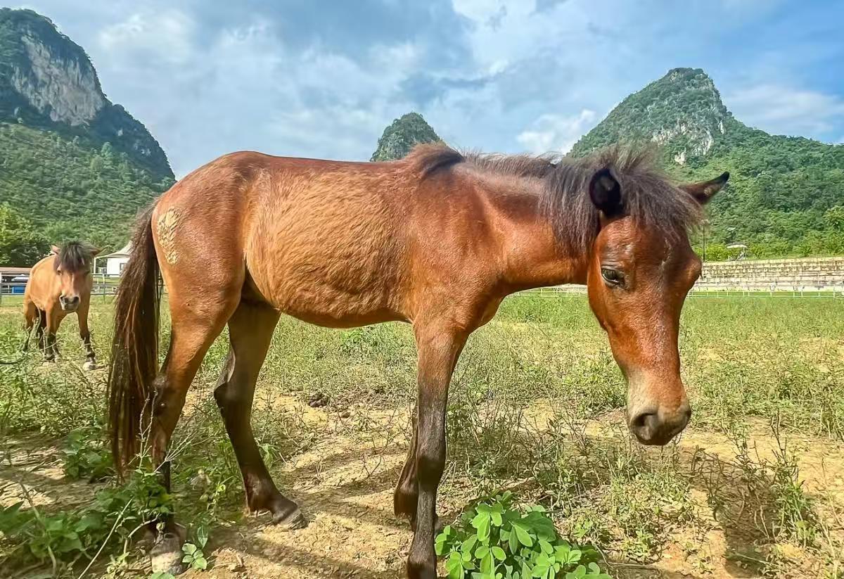 标题：农历马年将至，身高不足一米的“宠物矮马”火了，身价飙至10万，这届宠物圈真