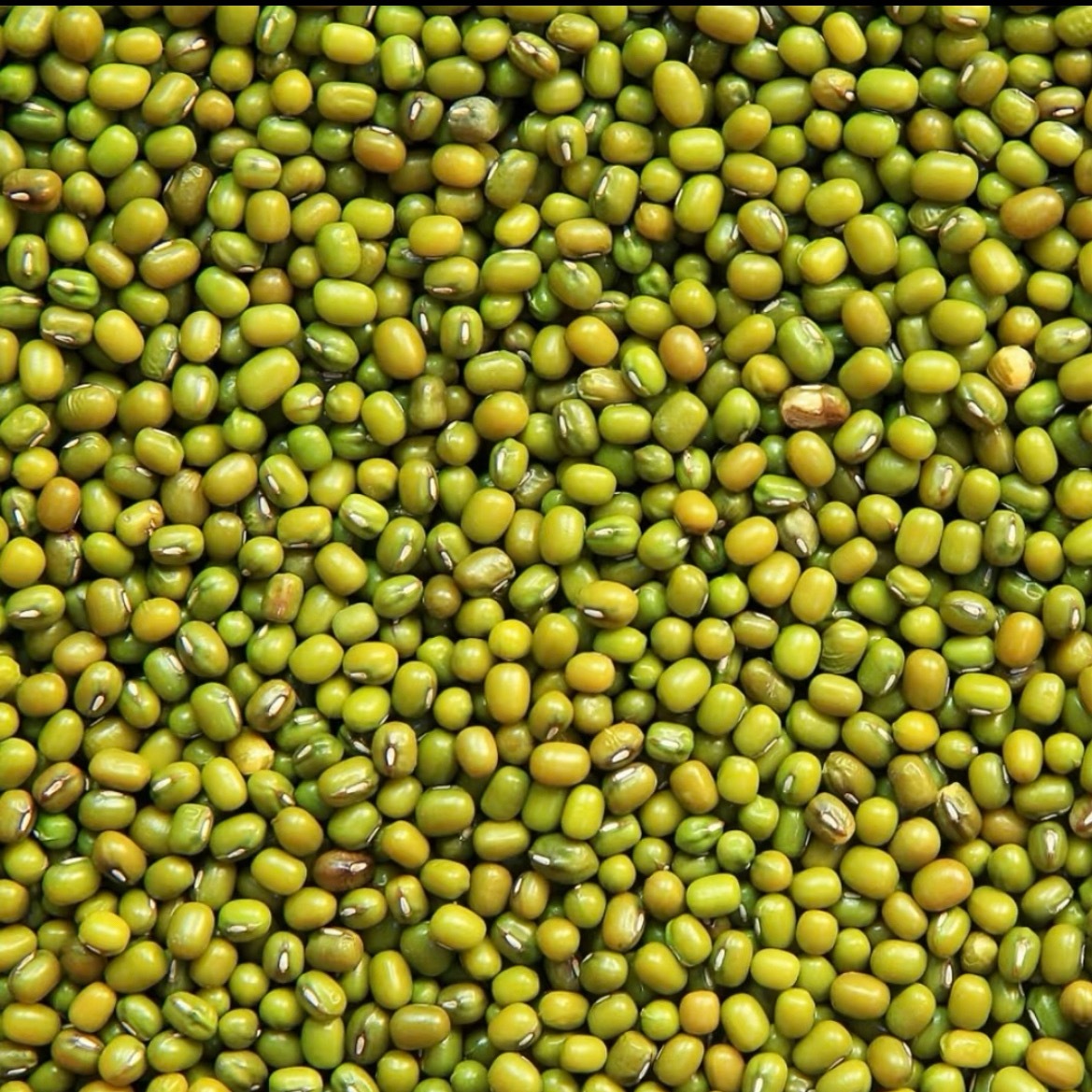 绿豆的种植方法一、选择种子：很多朋友应该都想知道种绿豆的步骤是什么，首先要做的就