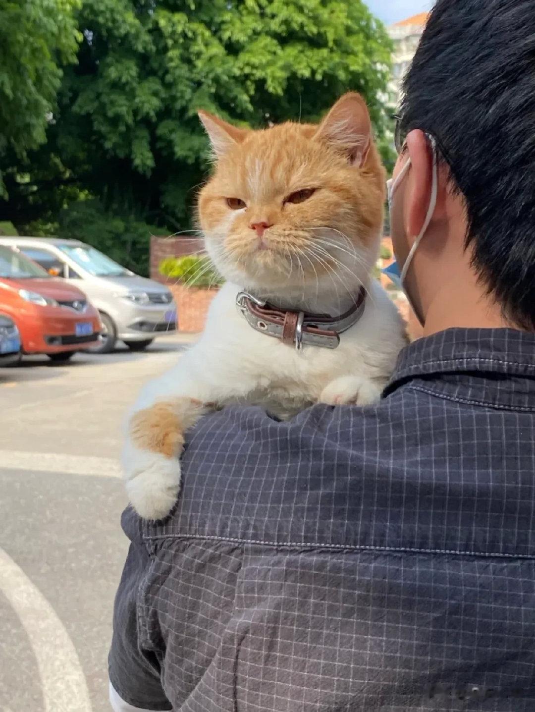 网友小区排队核酸遇到的小臭咪超级的可爱！园区里的流浪猫生的小猫咪被一楼的商户收养