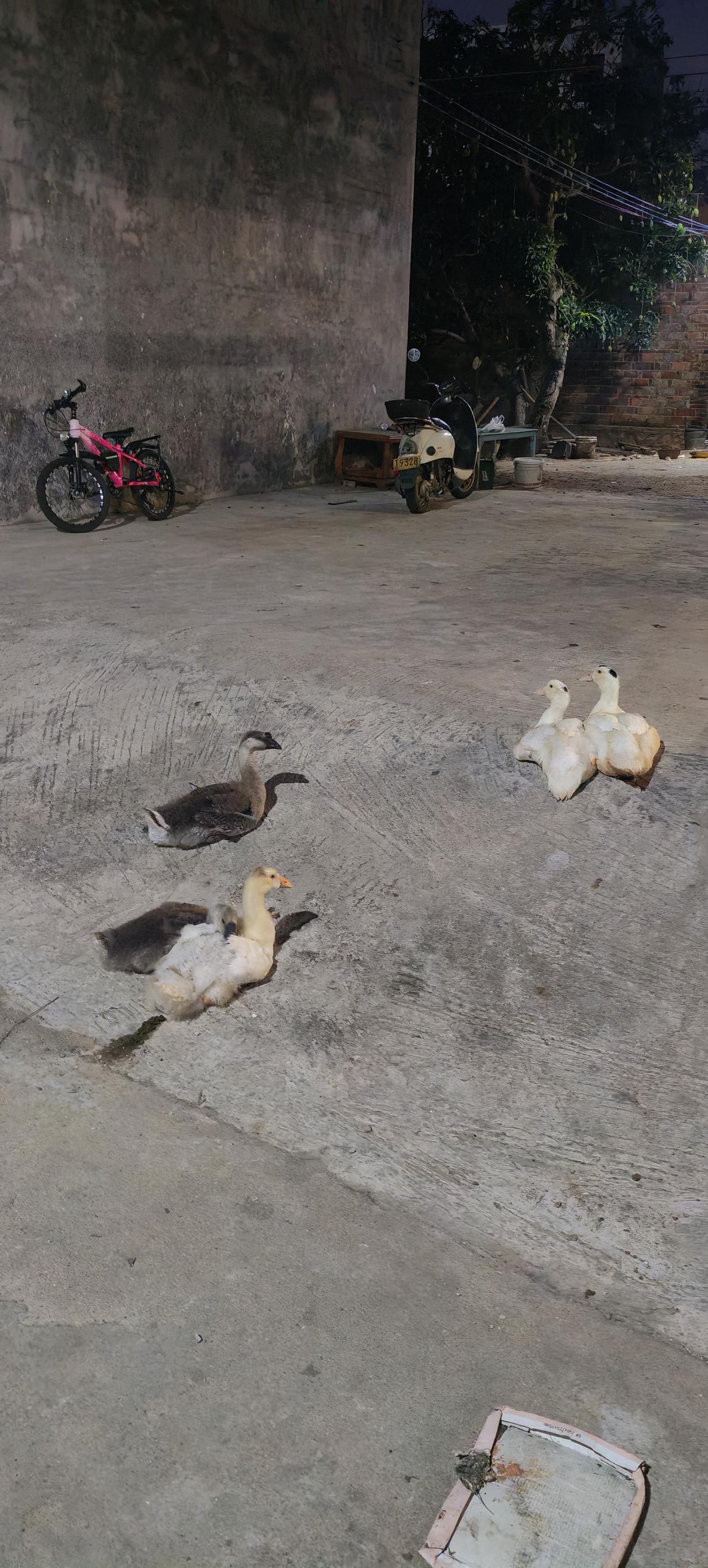 “单身狗”有点多余，哈哈