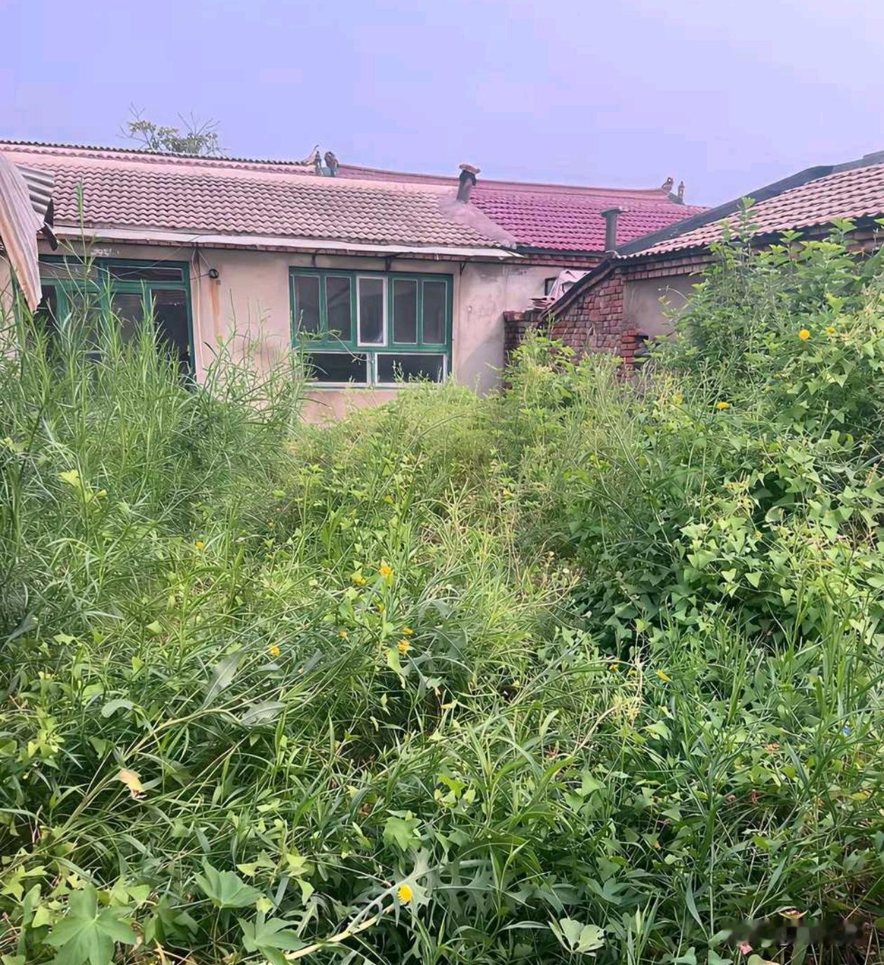 为啥老家没人住之后半年就长这么高的草？