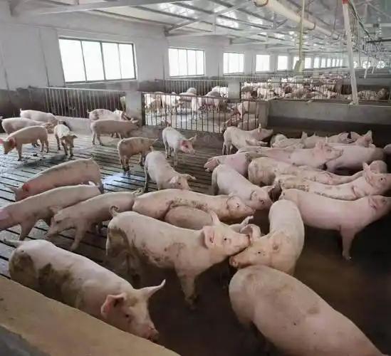 现在养猪的养鸡的散养户，不是加入大公司大集团养猪养鸡的步伐，想挣钱已经是可能了！