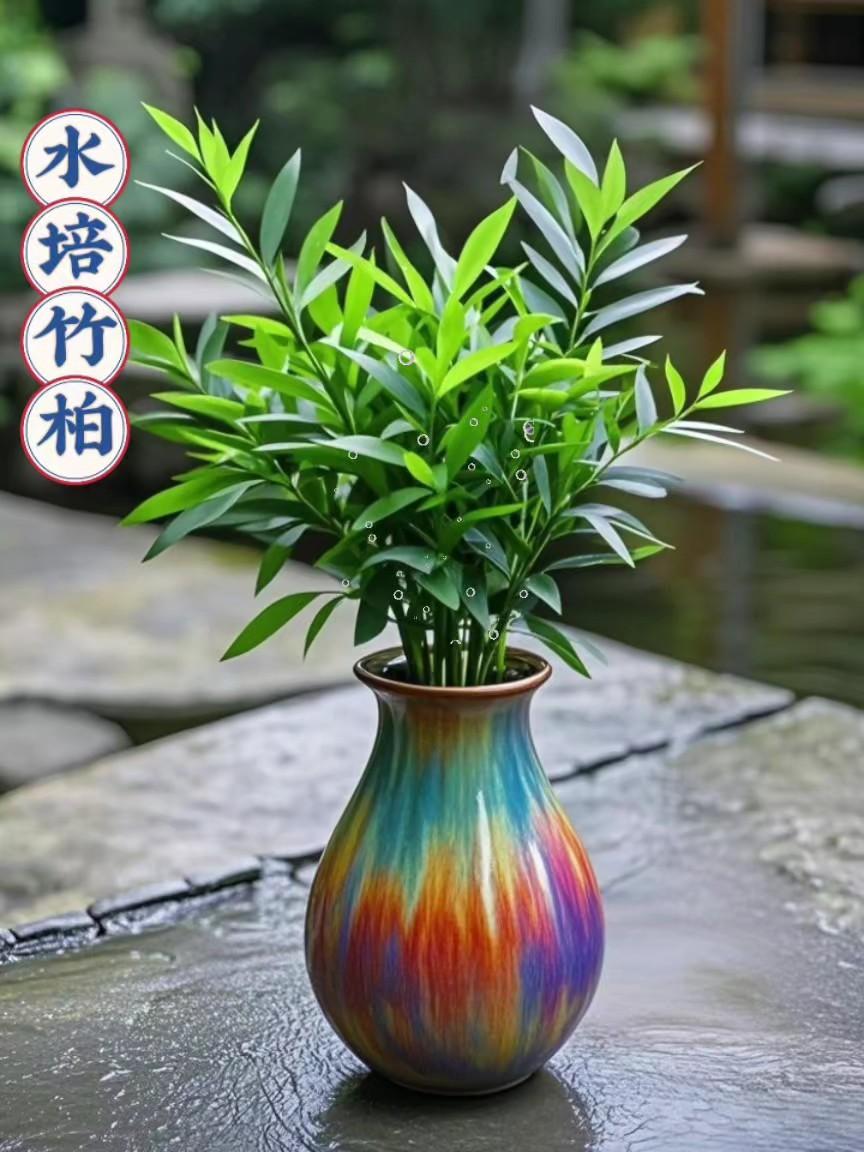 驱蚊净化空气的水培竹柏来喽✨。家里喜欢种点绿植又不知道种啥的，可以试试...