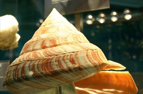 1965年秋日的东沙海域，张万全的渔网比往常沉得多。拉上来时，网眼里卡着个成