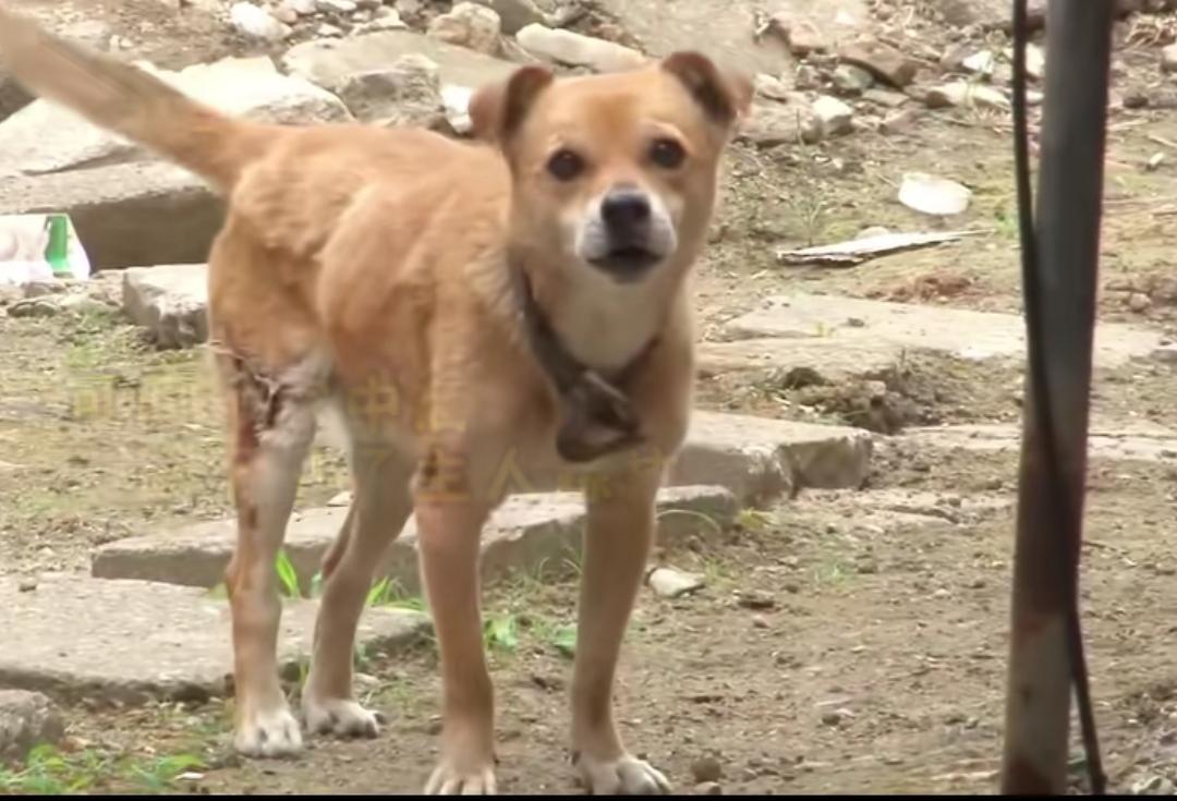 这是一只土狗，本来是流浪的，被一对老夫妻收养了，奶奶生病去世了，后面又一场大火，