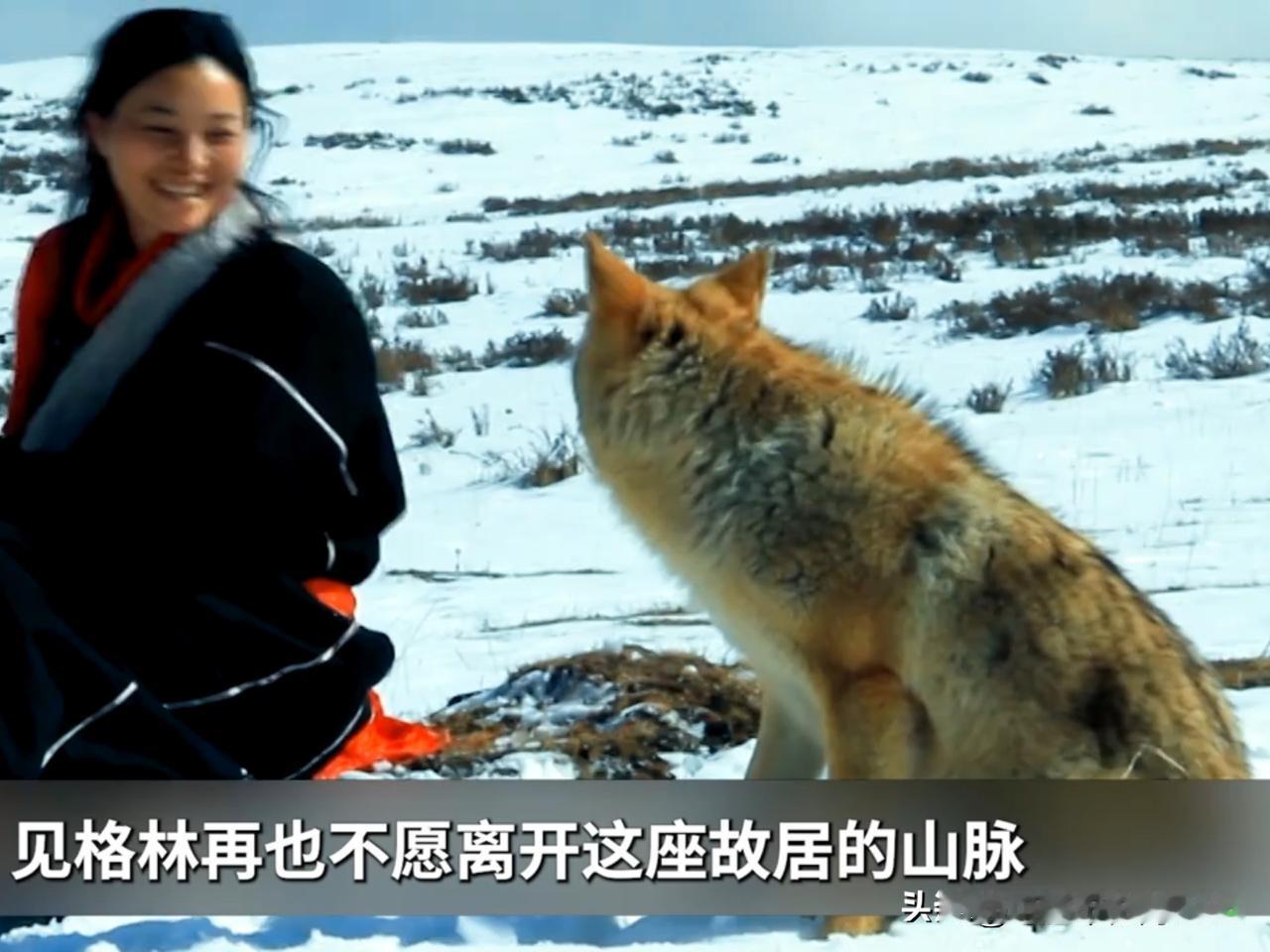 女孩5岁被狼养大，13年后她带领狼群横行大漠，只为寻找杀父真凶狼公主：光