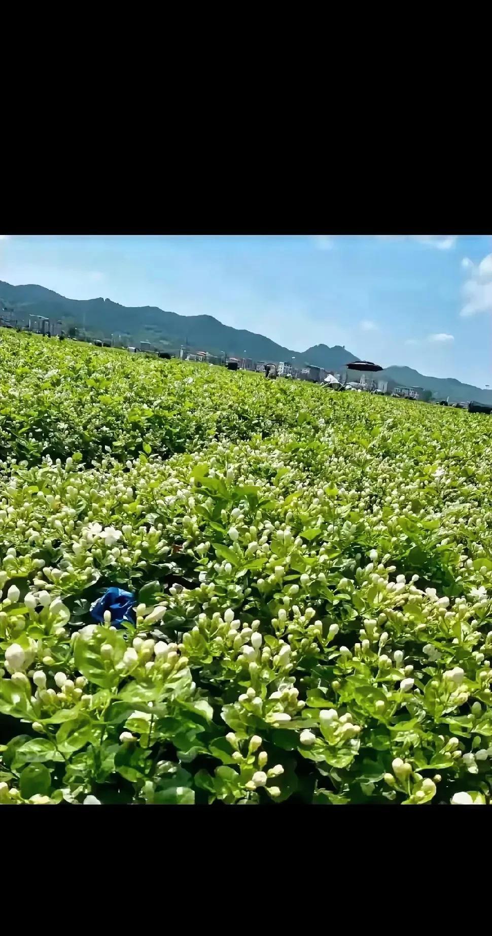 5月12日，广西横州茉莉花价格暴跌，一斤只卖5元，创年内新低。收购现场，有花农面