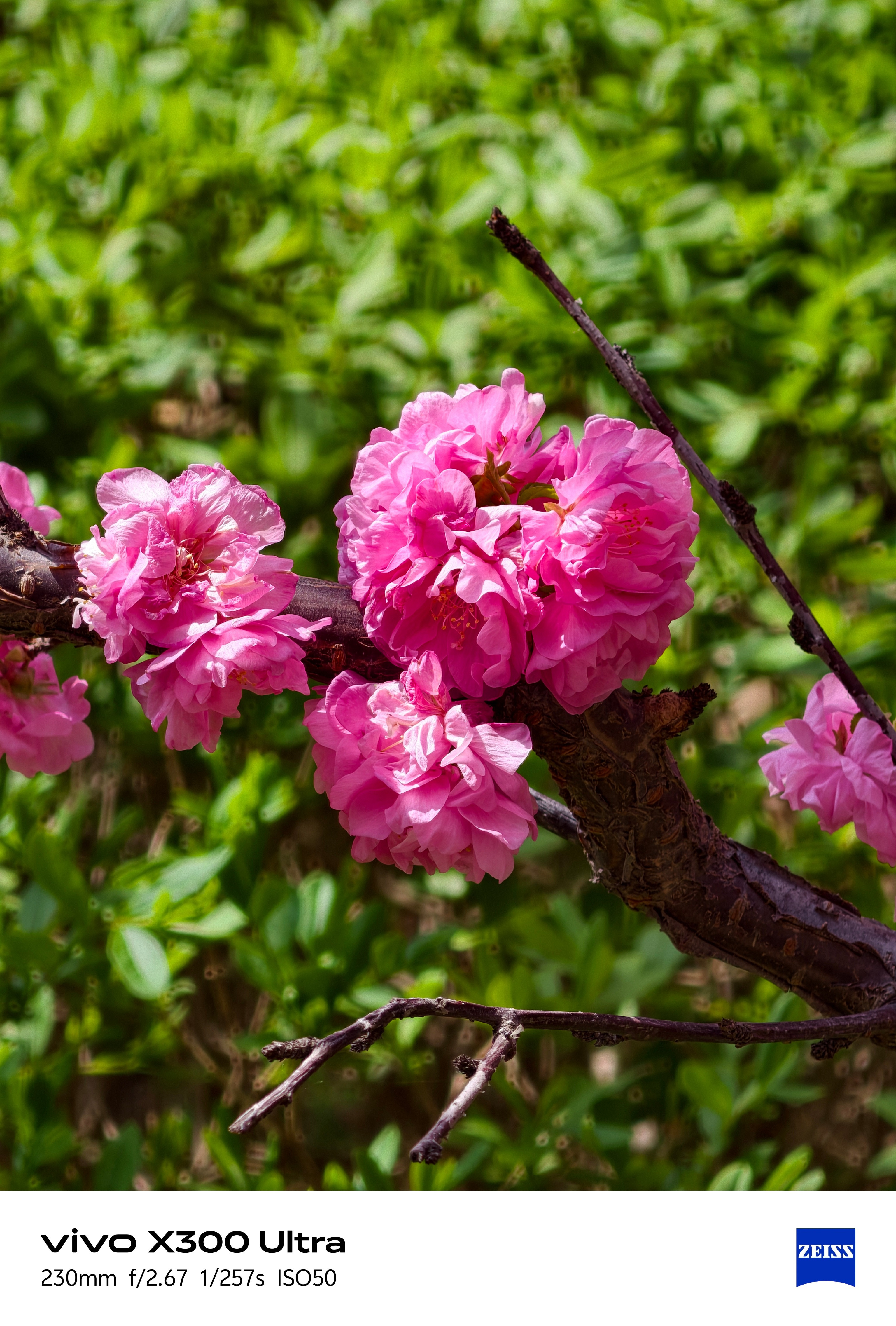 四大Ultra，10倍拍照对比。OPPO，小米，vivo，三星