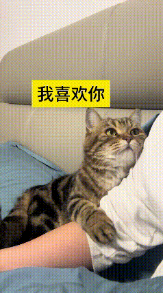 看到这个视频，心里瞬间软乎乎的。主人安安静静敷着面膜，小猫咪主动凑过来，紧紧搂着