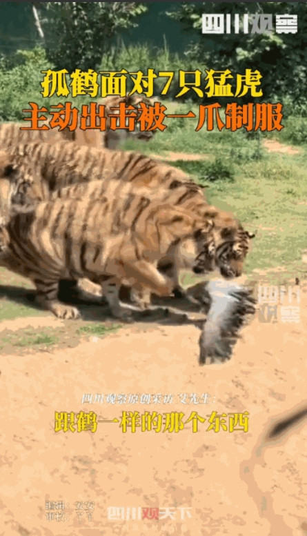 太不自量力了！”5月24日，山东济南，一只灰色的鹤不知从哪误入虎园，结果引来7只