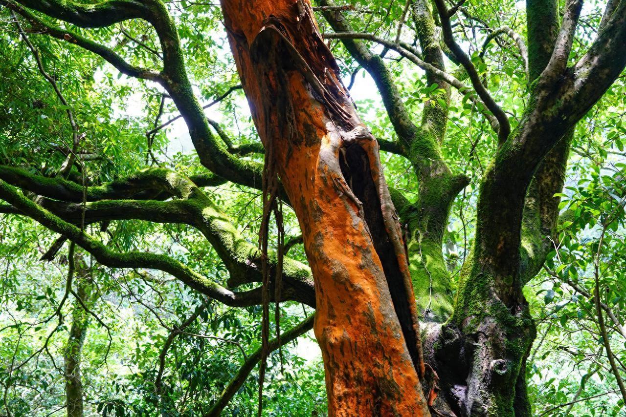 肝血不足，身体“叶枯枝萎”！一个中成药补肝、健脾、固肾，重焕生机大家好，我是