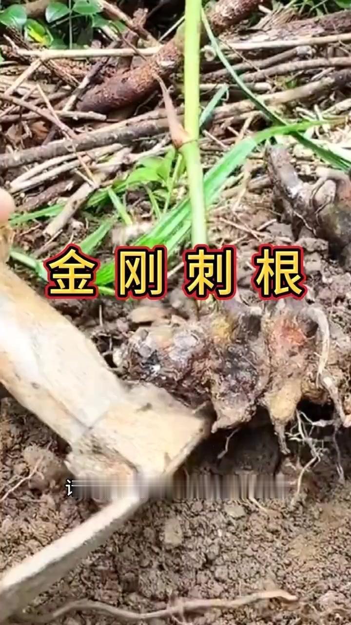 💥野生金刚刺全解析：这株"带刺宝药"你认识吗？这种植物叶片光滑无毛，枝条却