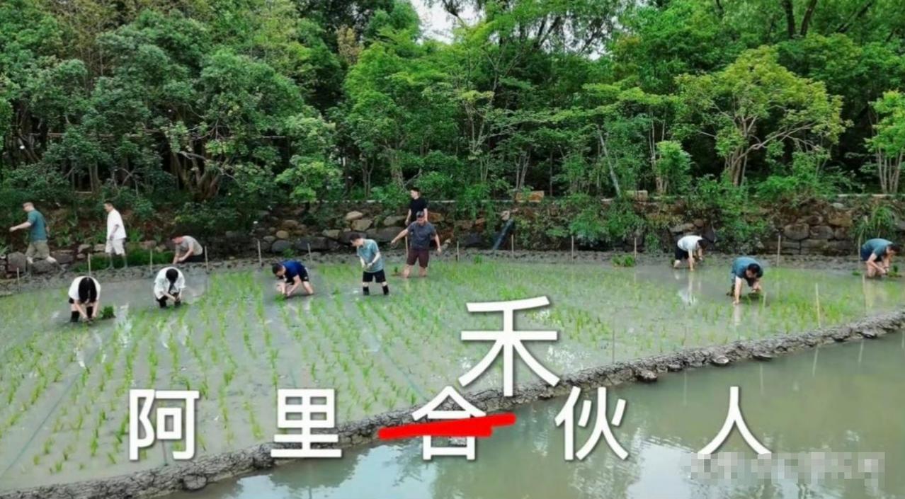 马云带队插秧！阿里高管集体“务农”，背后藏着什么大战略？震惊！马云携手阿里CE