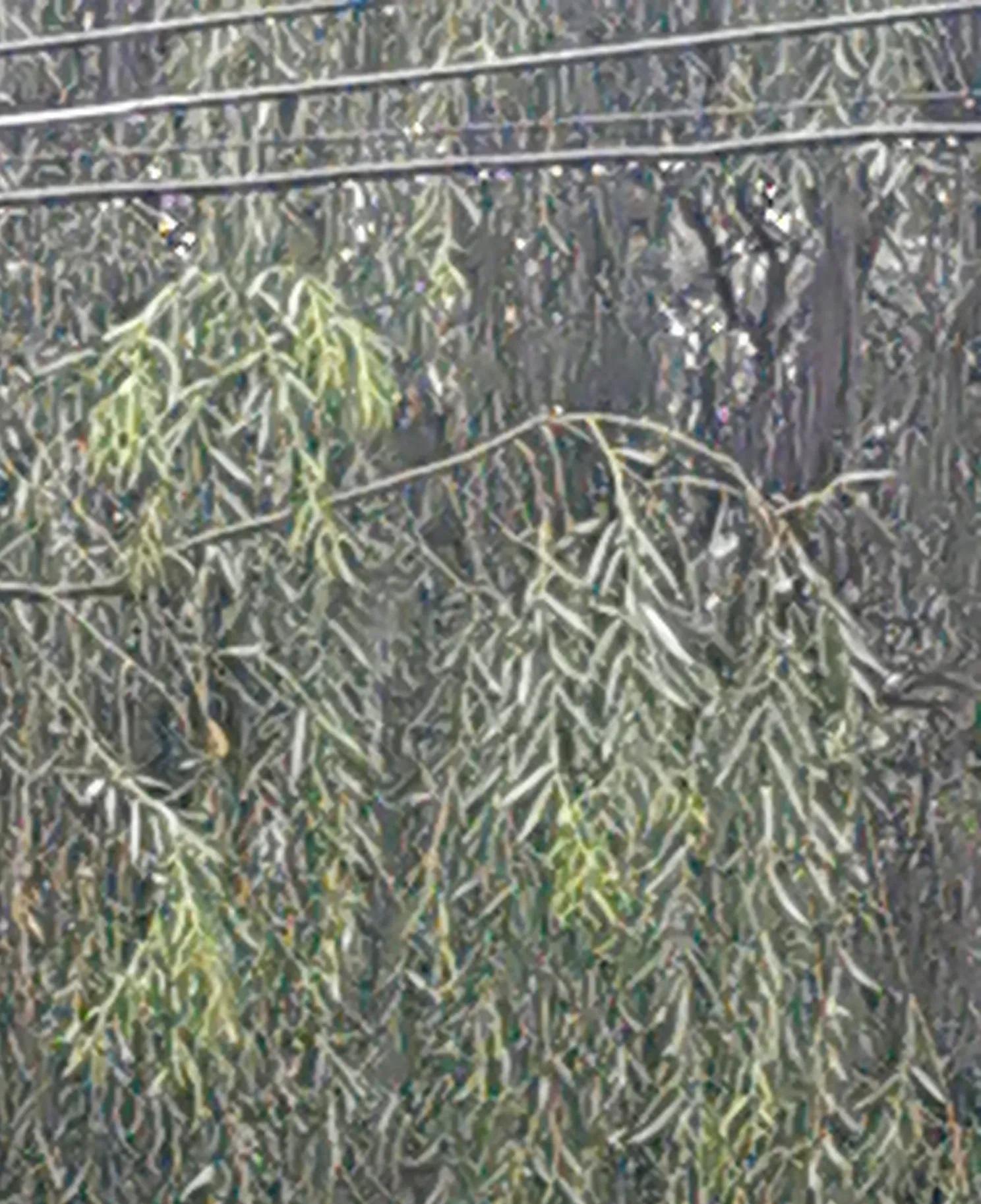 雨，北京的雨来了。下的大，真大！清晨六点，暴雨倾盆而下，宛如万箭齐发，声