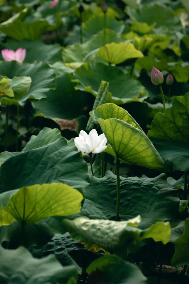一池荷风, 藏尽夏日江南清韵