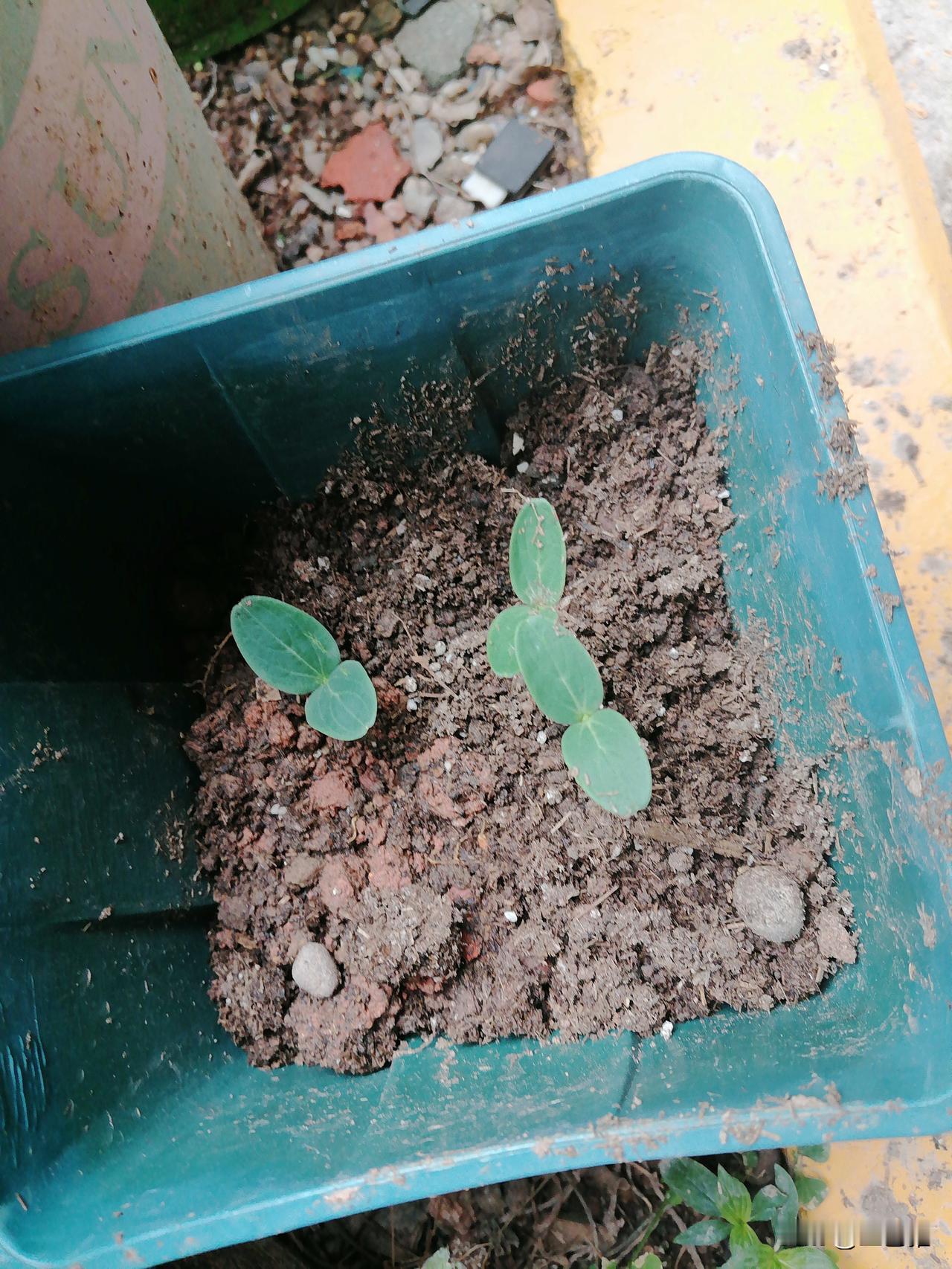 昨天我移栽了三棵黄瓜苗活了。菜花苗也出来了。草莓苗每个花盆里都有活的，但