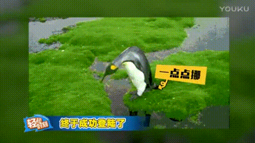企鹅看似没跳其实跳了​​​