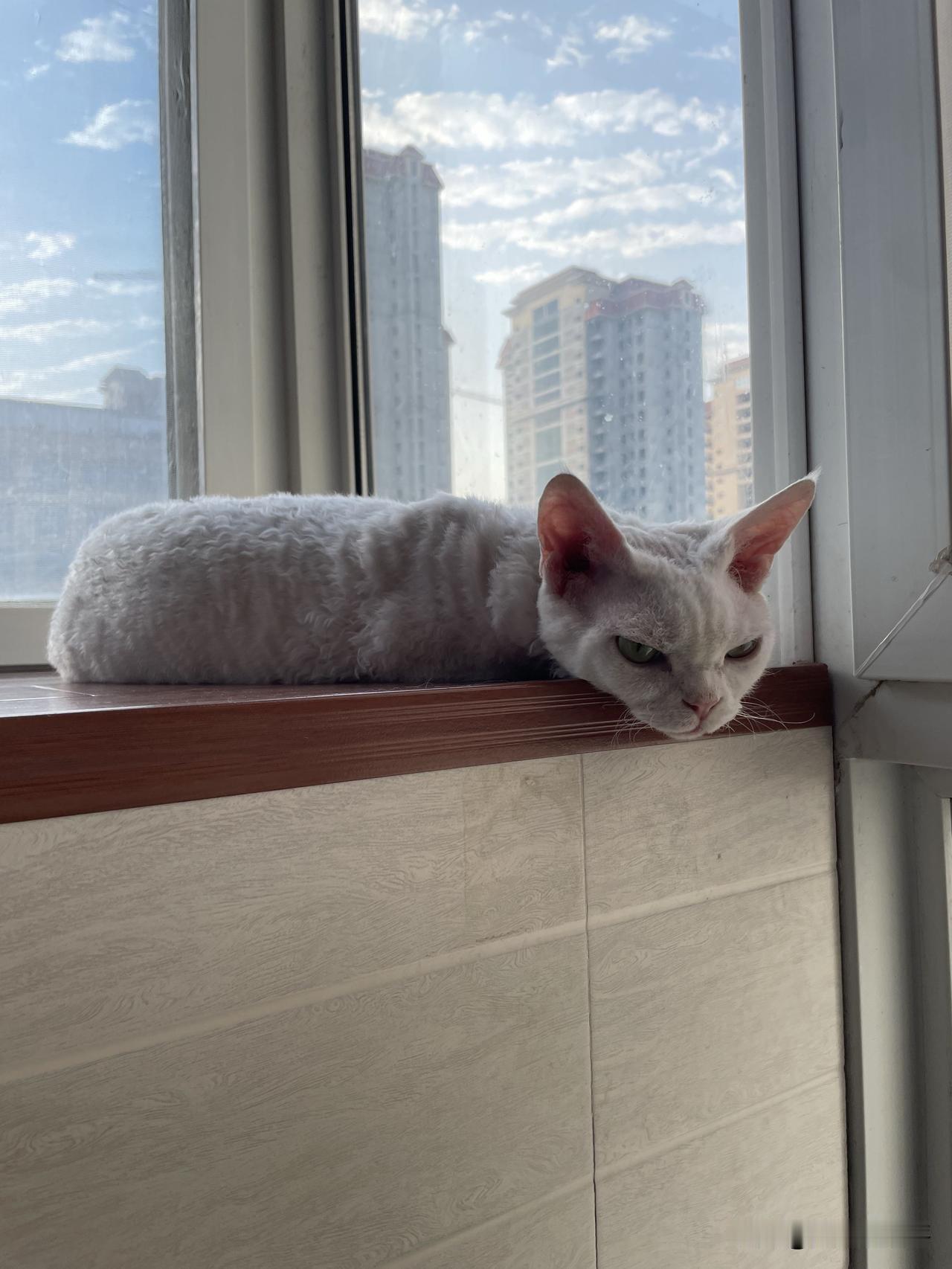 我家猫咪各种睡姿合集，随便一躺都是小猫咪的床。