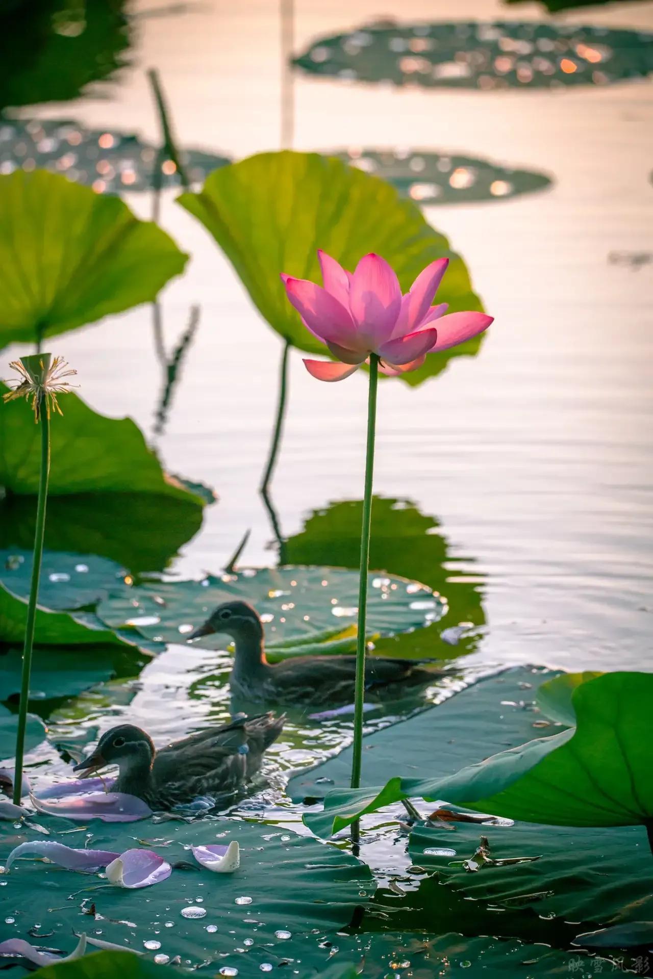 今天是7月7日，迎来小暑节气。小暑至，夏意浓，蝉鸣荷香，风携温软。温风至