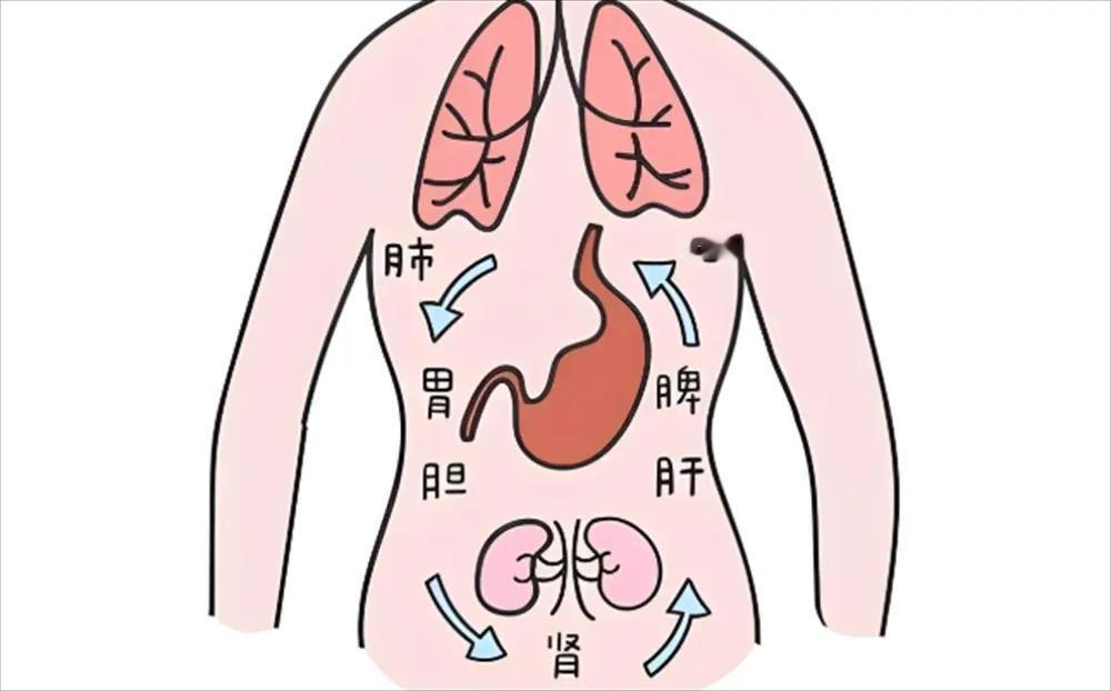 五脏功能衰退的早期信号：中医教你自查与调理。中医健康养生科普涨知识中药 1.