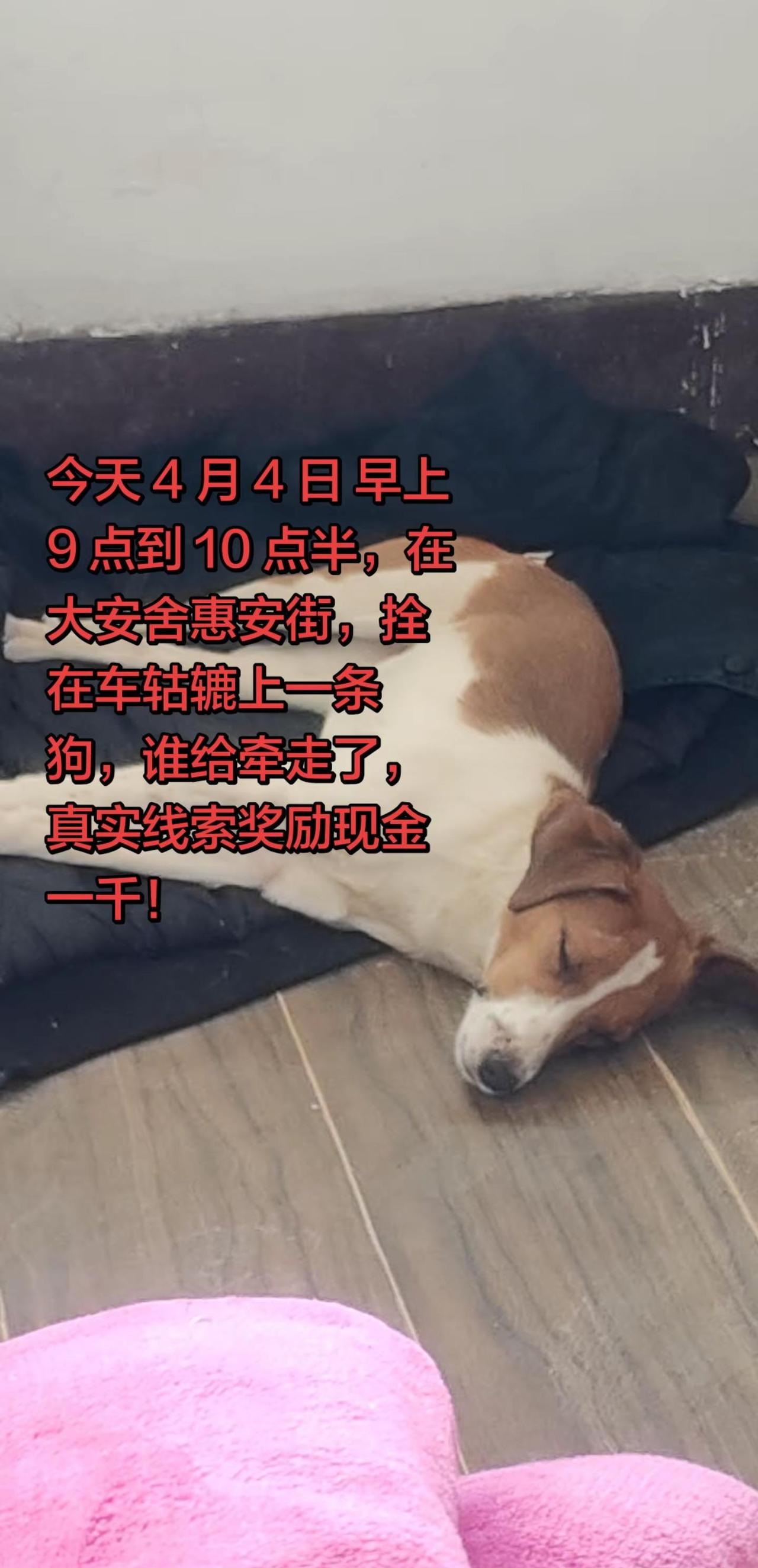 有人反映牵着往北走了，已报J！