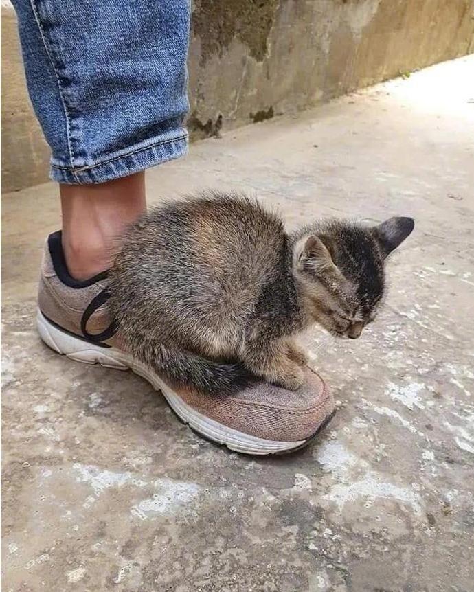 小猫咪这样取暖，这哪里还敢动啊...