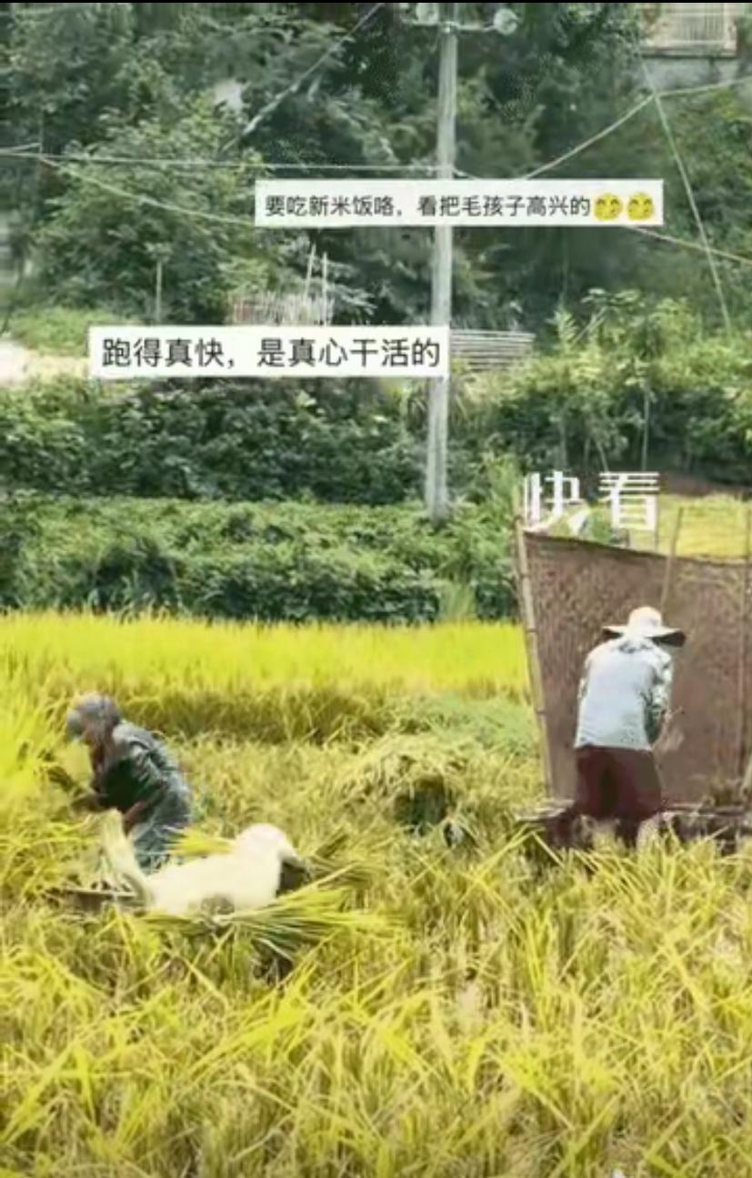 谁能想到，四川稻田里干活的小狗，直接被新华社转发火出圈了。田里夫妻俩忙着收割