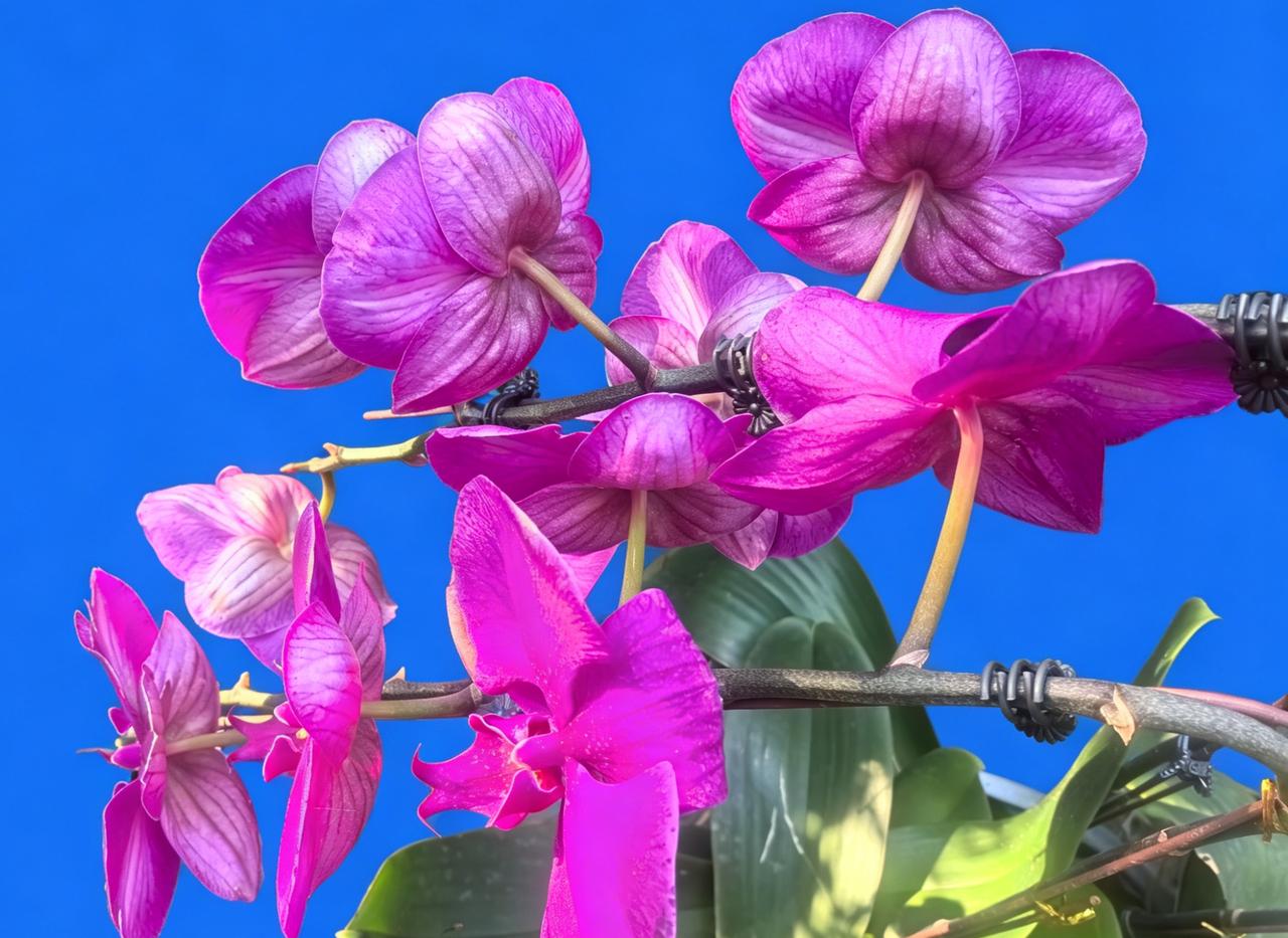 惊艳的紫色兰花，绽放出自然之美！🌸💜