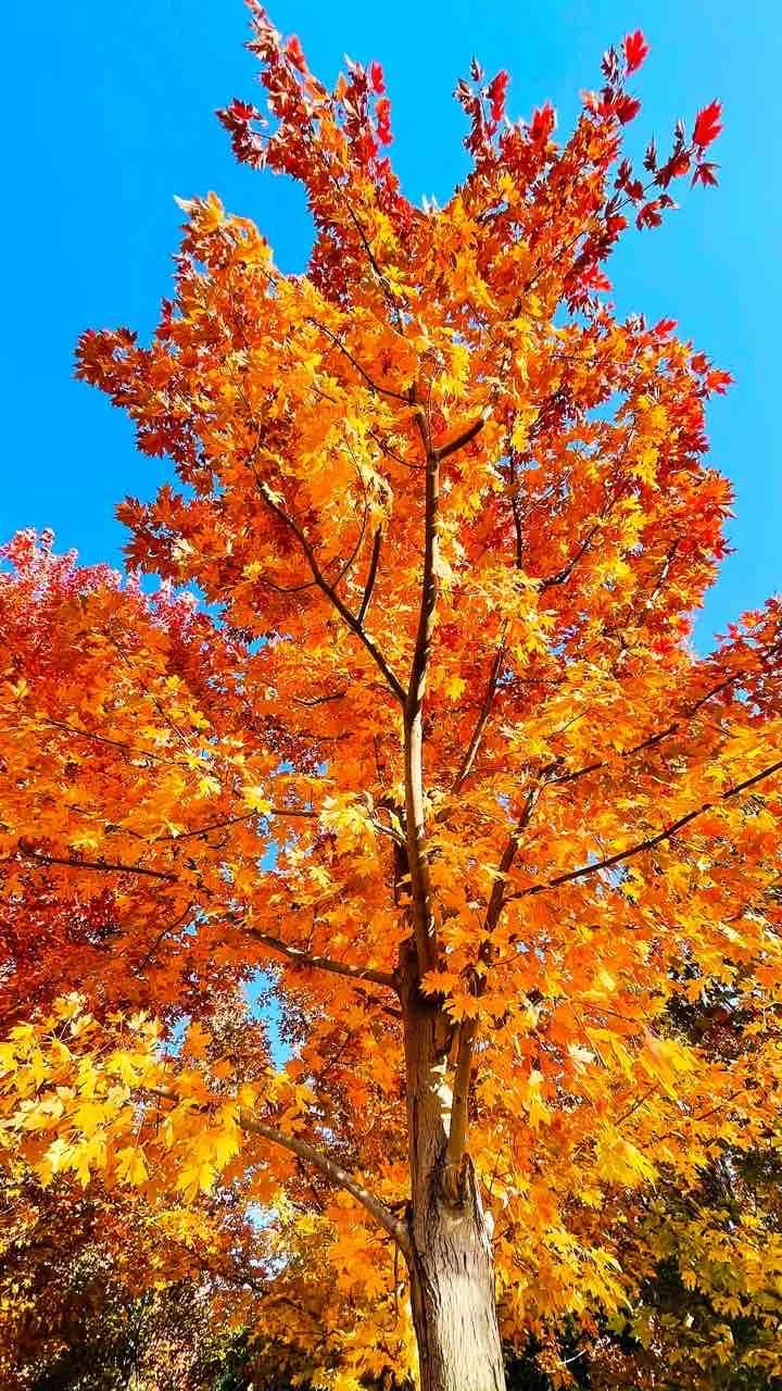 金风拂遍万山黄，秋意漫阶客念长。篱菊噙香凝露厚，疏桐弄影落阶凉。临窗欲赋三分