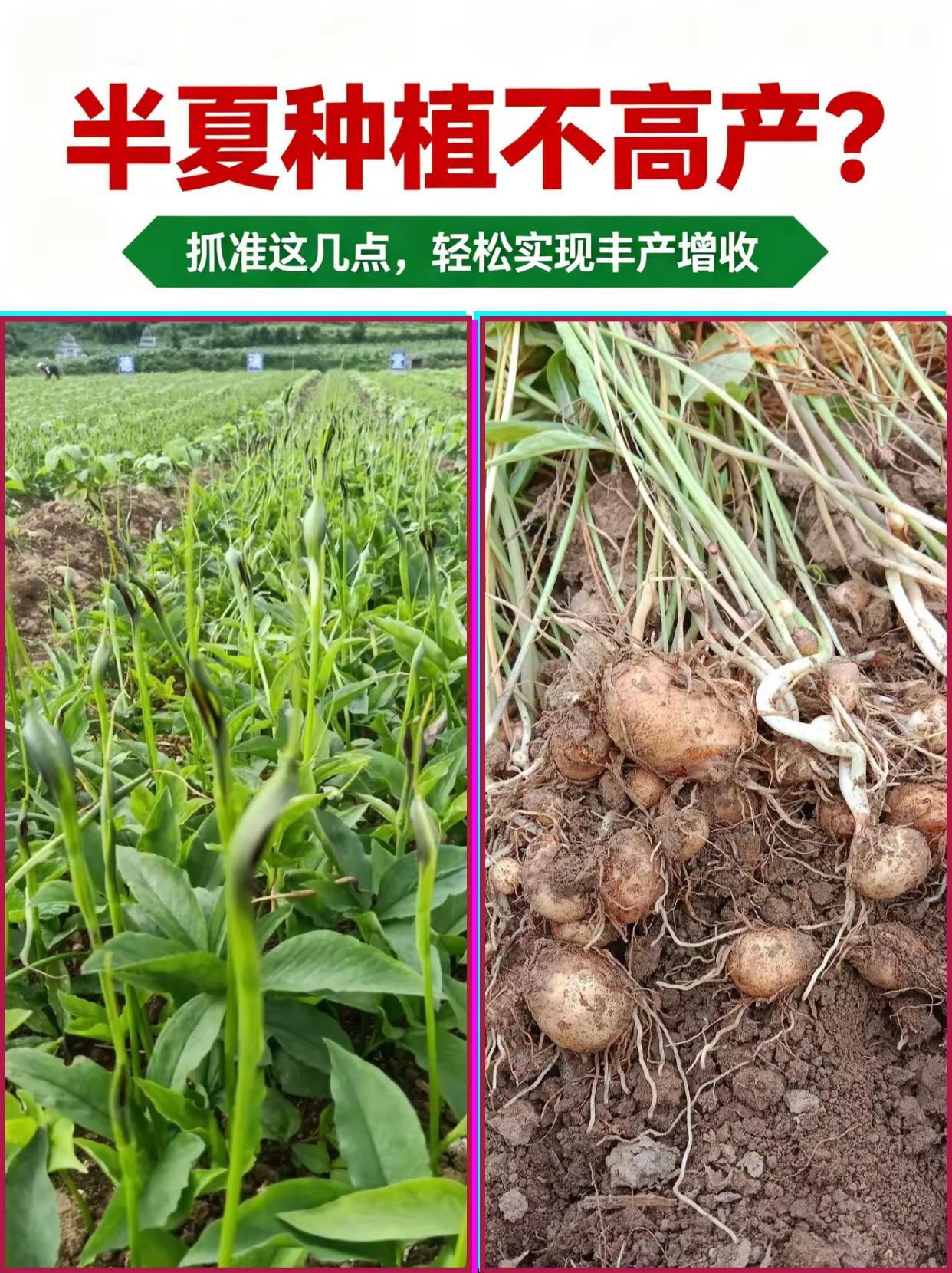半夏种植不高产？抓准这几点，轻松实现丰产。半夏种植药材种植