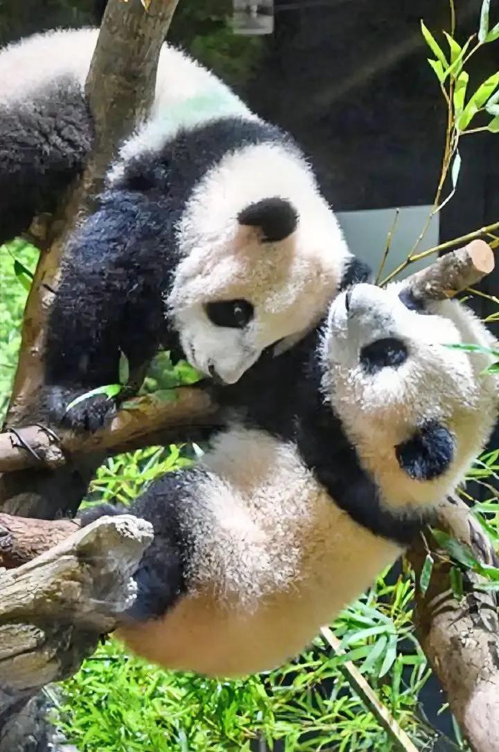 大熊猫离开日本才两天，日媒就急着跳脚发牢骚，读卖新闻更是阴阳怪气：为啥台湾的熊猫