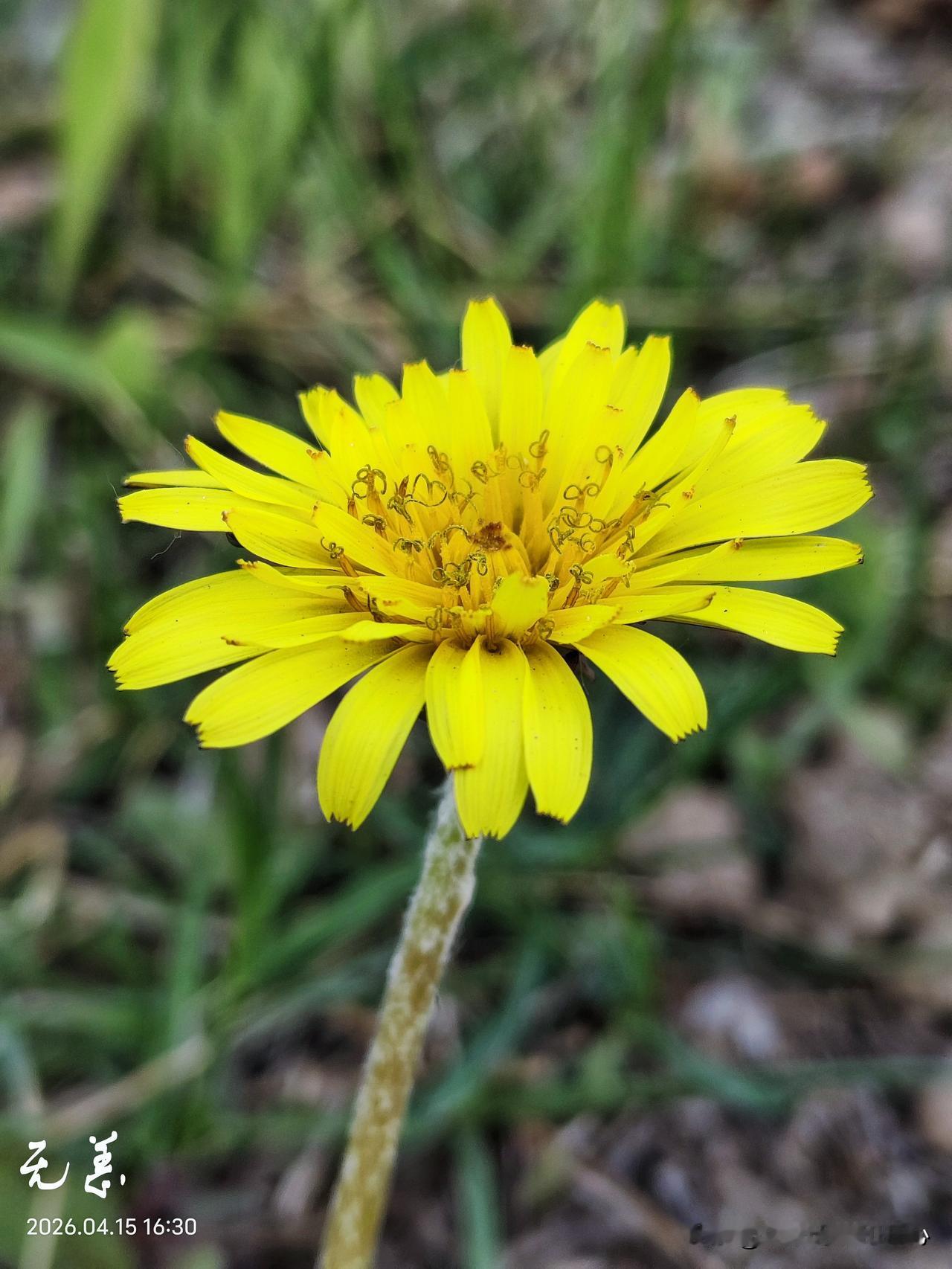有的父母跟孩子的缘分真的是一种孽缘吧？我们村里有一户人家三个闺女，没有儿子，老