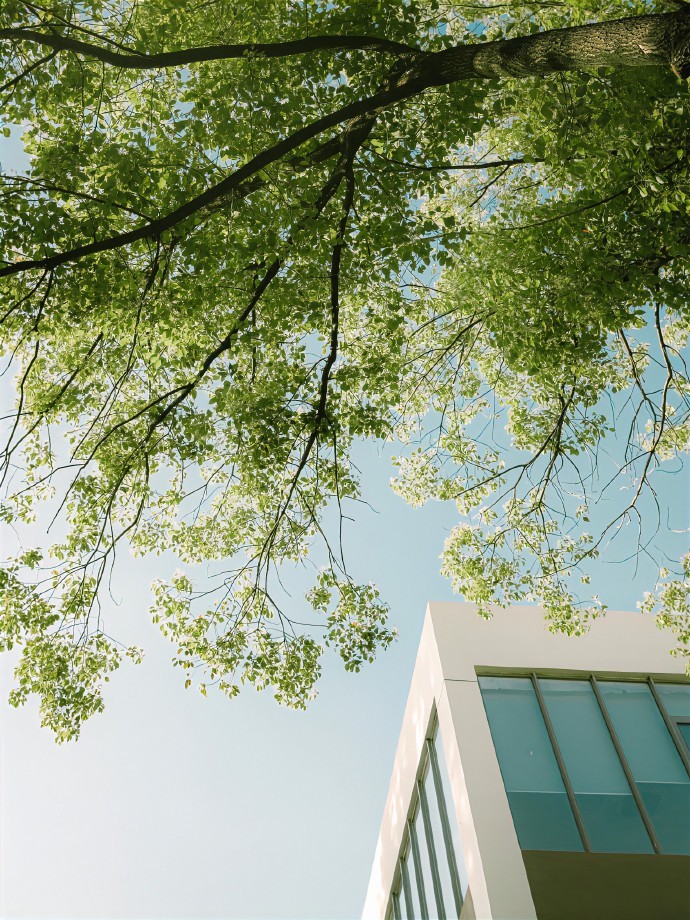 光落在绿意里🍃