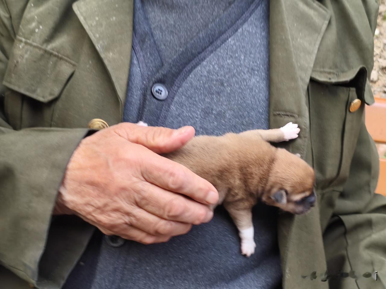 这是一个95岁老人抱了一只刚出生15天的小奶狗[呲牙笑]