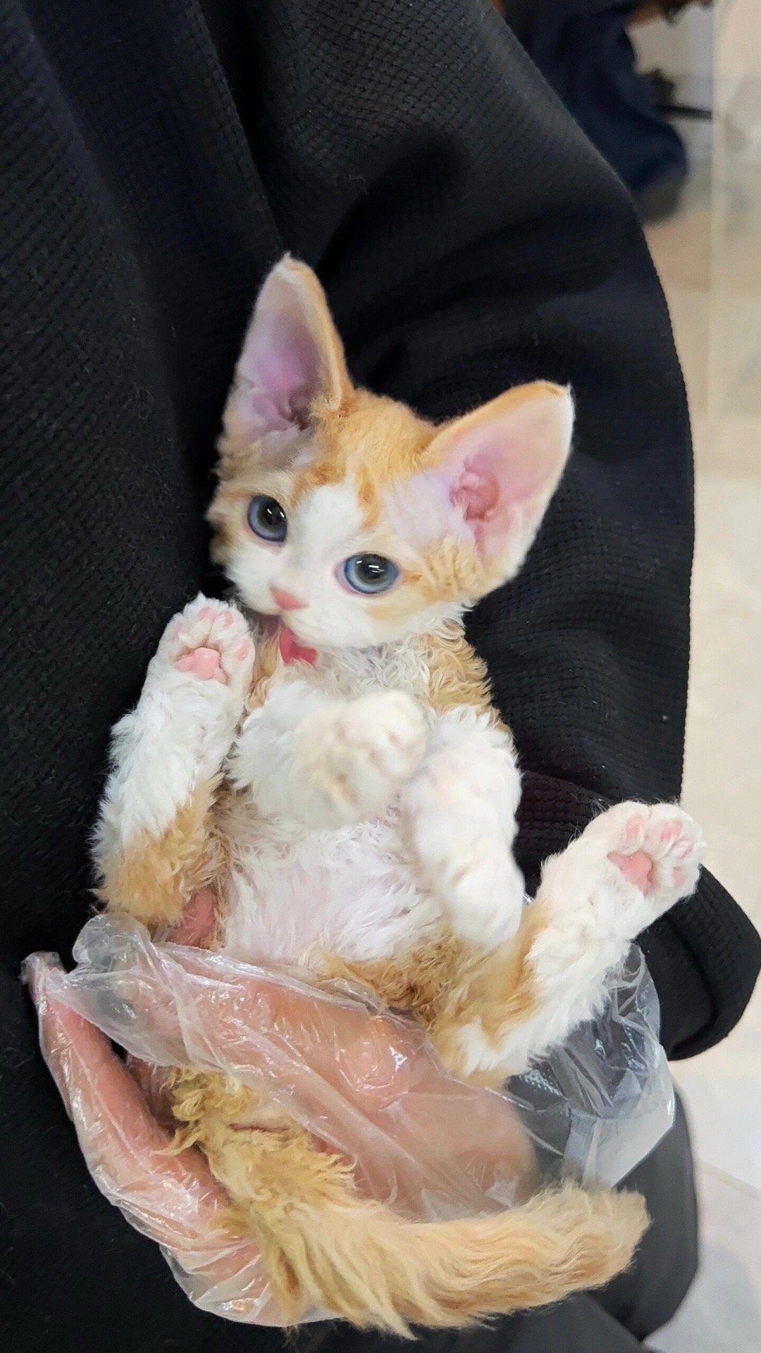 看森莫？没看过小猫嘛？😗​​​