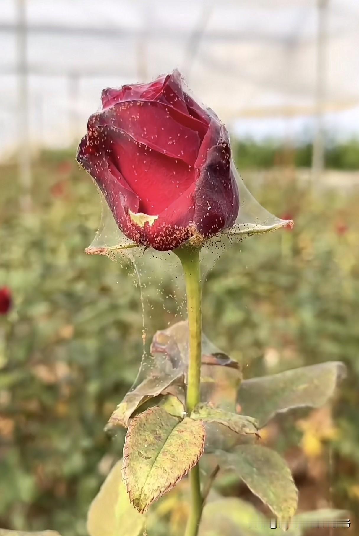 种植花草、蔬菜、果树、药材时，蚜虫、红蜘蛛、白粉虱、菜青虫等虫害常常让人头疼，其